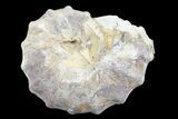 Cut/Polished Calycoceras Ammonite (Half) - Texas #93547-1
